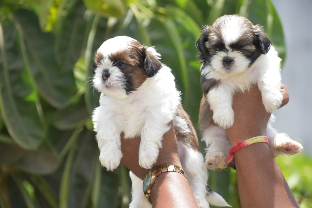 Order Female Shih Tzu  Puppy from Bangalore